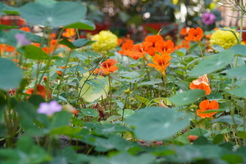 Tropaeolum majus, or garden nasturtium, is a vibrant, edible flowering plant attracting honey bees with its bright orange, red, or yellow blooms rich in nectar.