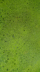 common duckweed in the water.