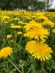 Bright yellow dandelions in a field among other beautiful dandelions in summer on a field of tall green grass