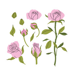 Set of hand-painted roses. Delicate pink flowers, buds, twigs and leaves. Fashion minimalist flower. Elegant botanical spring decor for your design, garden and flower shop. Vector flat illustration. © Anastasiia