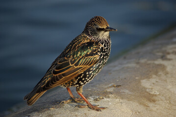 Sturnus vulgaris Linnaeus au printemps