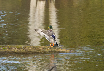 male mallard with spread wings, colorful mallard on a tree trunk in the water, splashing water of a shaking duck, bird in the lake splashing water, colorful anas platyrhynchos