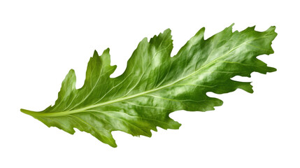 fresh green mizuna leaf isolated on white background 