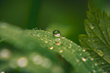 water droplets with reflection on green grass