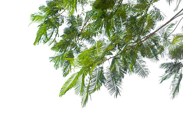 Fototapeta premium green leaves isolated on white