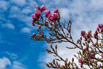 A tree with pink flowers is in front of a blue sky