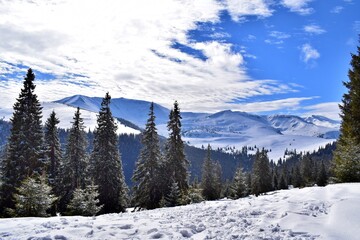 Impressive winter in snow covered Carpathian mountains with fir trees. Snowy winter landscape.