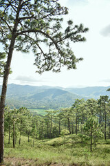 Fototapeta premium paiseje montañoso con arboles y areas verdes 