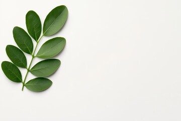 Fototapeta premium Fresh green leaf arrangement on a neutral background for nature-inspired designs.