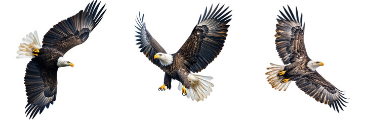 Obraz premium A Set of Soaring Eagle Brilliance: Majestic Bald Eagle Captured in Dynamic Mid Flight Action - Isolated on transparent Background