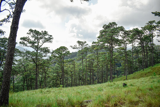 paisaje monta&ntilde;oso sobre la sierra de mexico con arboles antos y cielos azulado 