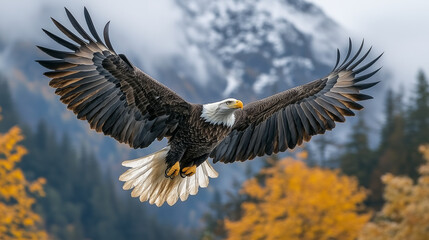 Obraz premium Bald Eagle in Flight with Majestic Mountain Backdrop