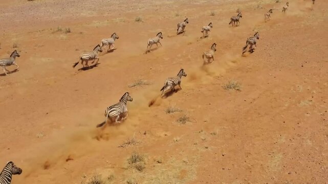 Zebra herd galloping across arid savannah in synchrony highlighting natural wildlife behavior