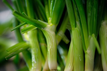 Fototapeta premium Vibrant close-up of fresh green onions under natural daylight