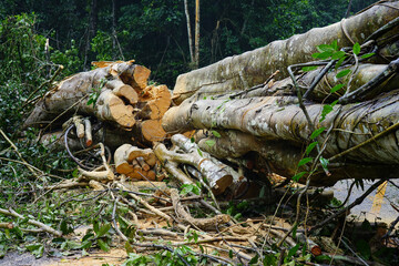 Heavy rain and strong winds caused large trees to fall and block traffic.