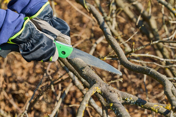 A gardener is carefully trimming tree branches using a handsaw in a bright outdoor setting.