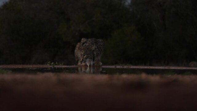 Iberian lynx dring water. Lynx pardinus, wild cat endemic to Iberian Peninsula southwestern Spain in Europe. Rare cat walk in nature habitat. Canine feline with spot fur coat, sunset light. Wildlife.