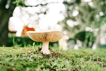 Large smoky row mushroom grows on a green lawn in the forest