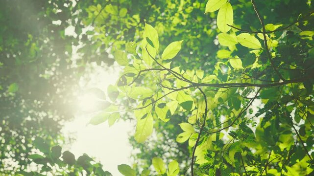 B roll - Green leaves forest in spring morning sunlight, Bright green trees leaves sway in wind, Sun rays break through fresh foliage branch. Bokeh background. Sun shining.