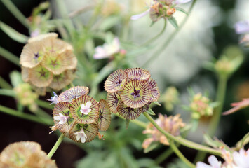 Closeup of Starflower Scabious flowers, Derbyshire England
