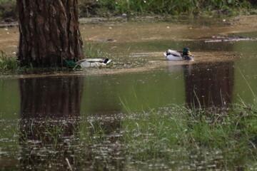 Patos en el pinar de Morouzos: