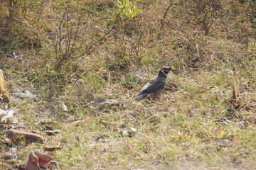 The Common Myna (Acridotheres tristis) is a bold, brown bird with yellow eye patches, known for its adaptability, vocal mimicry, omnivorous diet, and urban presence.