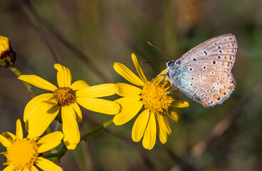 polyommatus icarus common blue butterfly on a senecio inaequidens or narrow-leaved ragwort