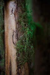 moss on tree