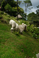Fototapeta premium sheep in the mountains