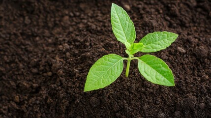 Naklejka premium Small Sapling Growing in Fertile Soil Amidst Natural Chaos