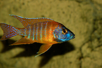 Kaiserbuntbarsch (Aulonocara spec) Malawisee, Afrika