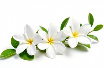 Fototapeta premium Beautiful jasmine flowers with leaves in air on white background 