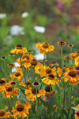 Side view of a bed of Sneezeweed blooms, Derbyshire England
