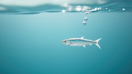 Fototapeta premium Shimmering Scales of Mackerel Underwater with Reflections and Bubbles in Clear Aquatic Environment