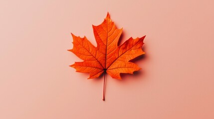 Fototapeta premium Orange maple leaf on pink backdrop for autumn themes