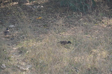 The Common Myna (Acridotheres tristis) is a bold, brown bird with yellow eye patches, known for its adaptability, vocal mimicry, omnivorous diet, and urban presence.