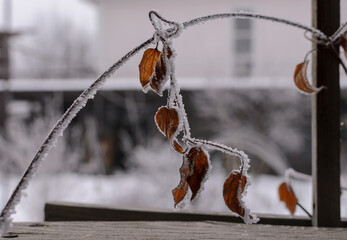 a branch of a vine with dry leaves covered with white frost on a blurred background of a house