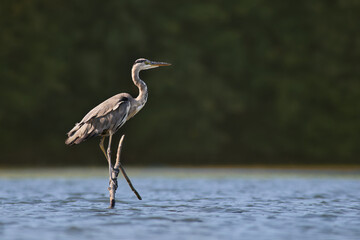 Grey Heron / Ardea cinerea / Volavka popelav&aacute;