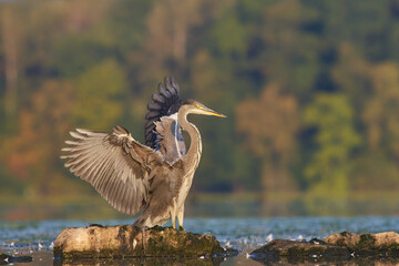 Grey Heron / Ardea cinerea / Volavka popelavá