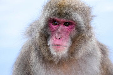 Macaque Monkey - Japan