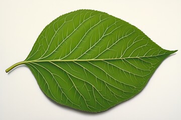Obraz premium A highly detailed and realistic close-up of an entire green lilac leaf, isolated on a white background.