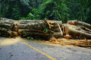 Obraz premium Heavy rain and strong winds caused large trees to fall and block traffic.