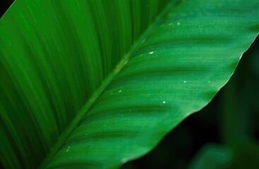 abstract stunning green leaf texture, tropical leaf foliage nature dark green background