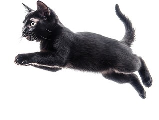 Obraz premium Black Kitten Jumping, Studio Shot, for Animal Print Ads