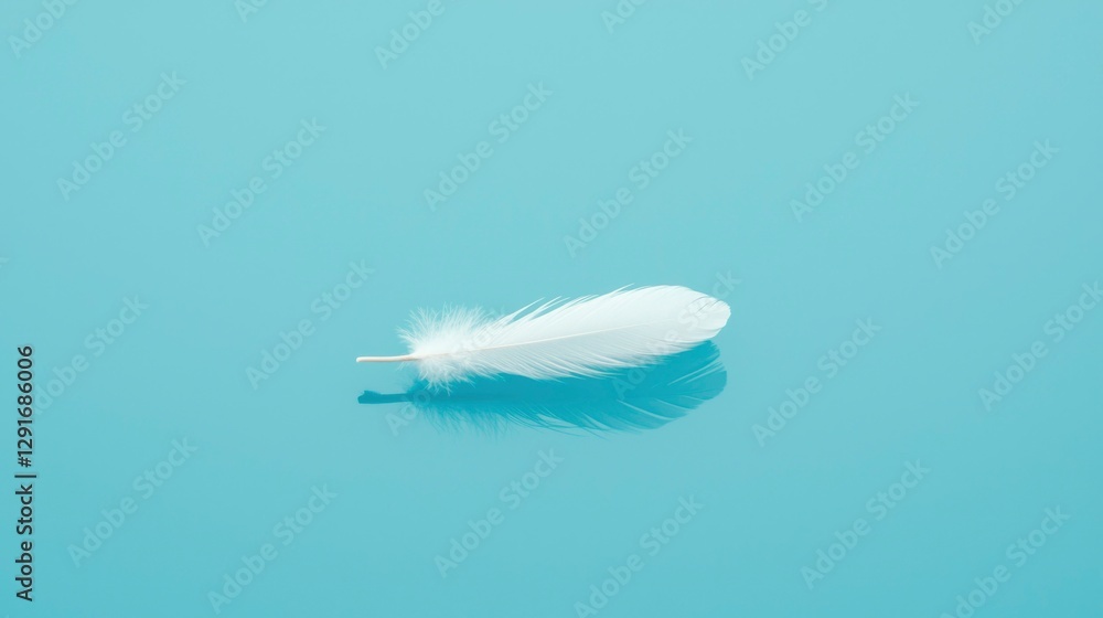 Poster single white feather on blue background with reflection, simple design element