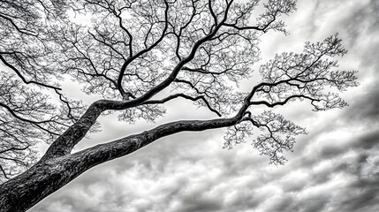 Intricate Tree Branch Silhouetted Against Dramatic Cloudy Sky in Black and White Monochrome