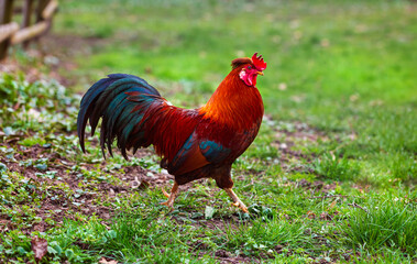 A bright, colorful cockerel runs across a meadow. Movement. Agriculture and farming