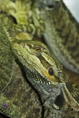 Close-up of a bearded dragon, showcasing its textured scales, spiky beard, and keen eye against a blurred background of other lizards.