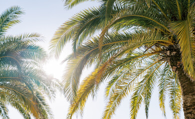 Fototapeta premium Bright sun shining through green palm branches