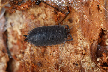 Close-up of a woodlouse on decaying wood, highlighting its segmented body and textured surroundings